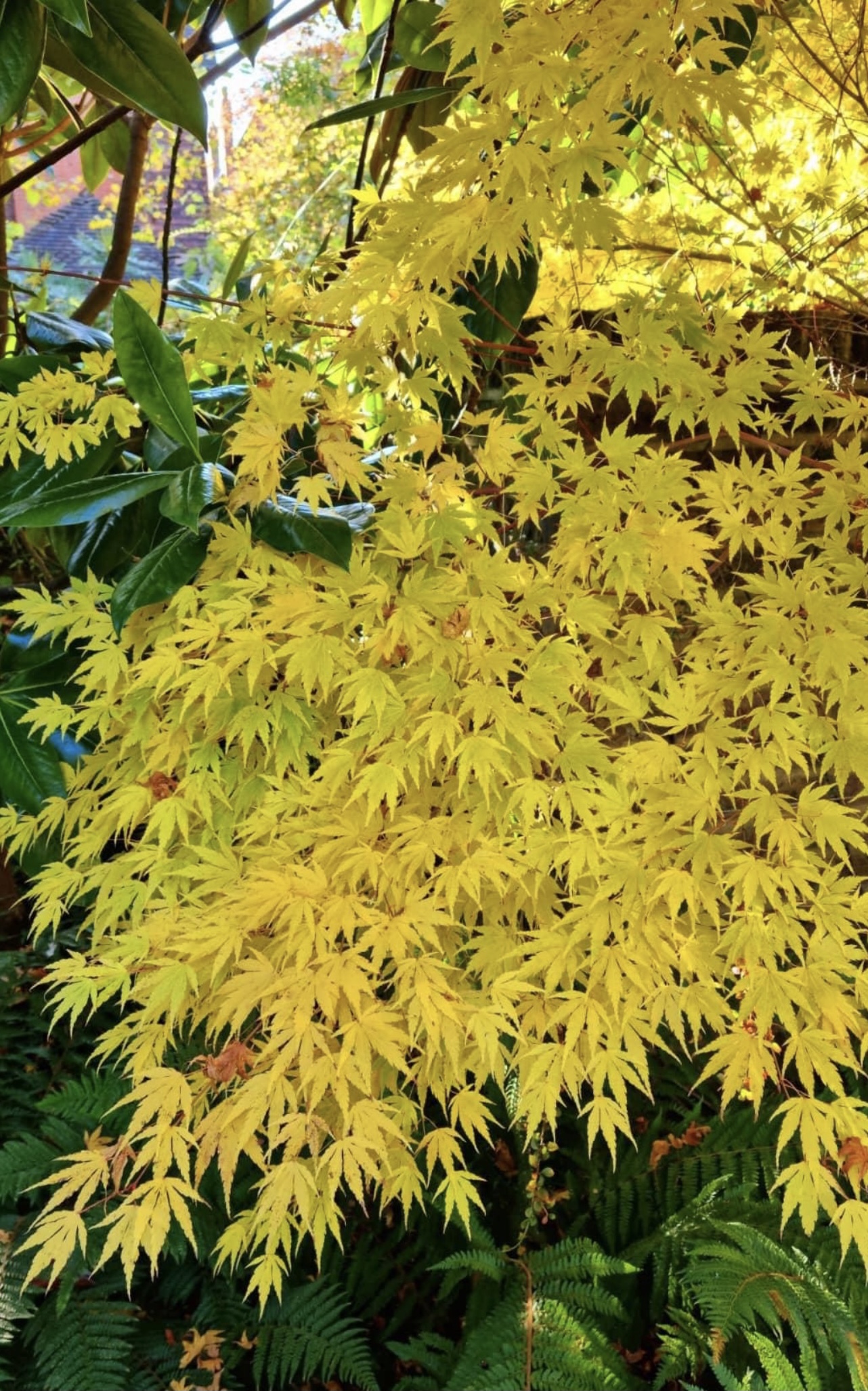 Golden foliage of a Japanese maple