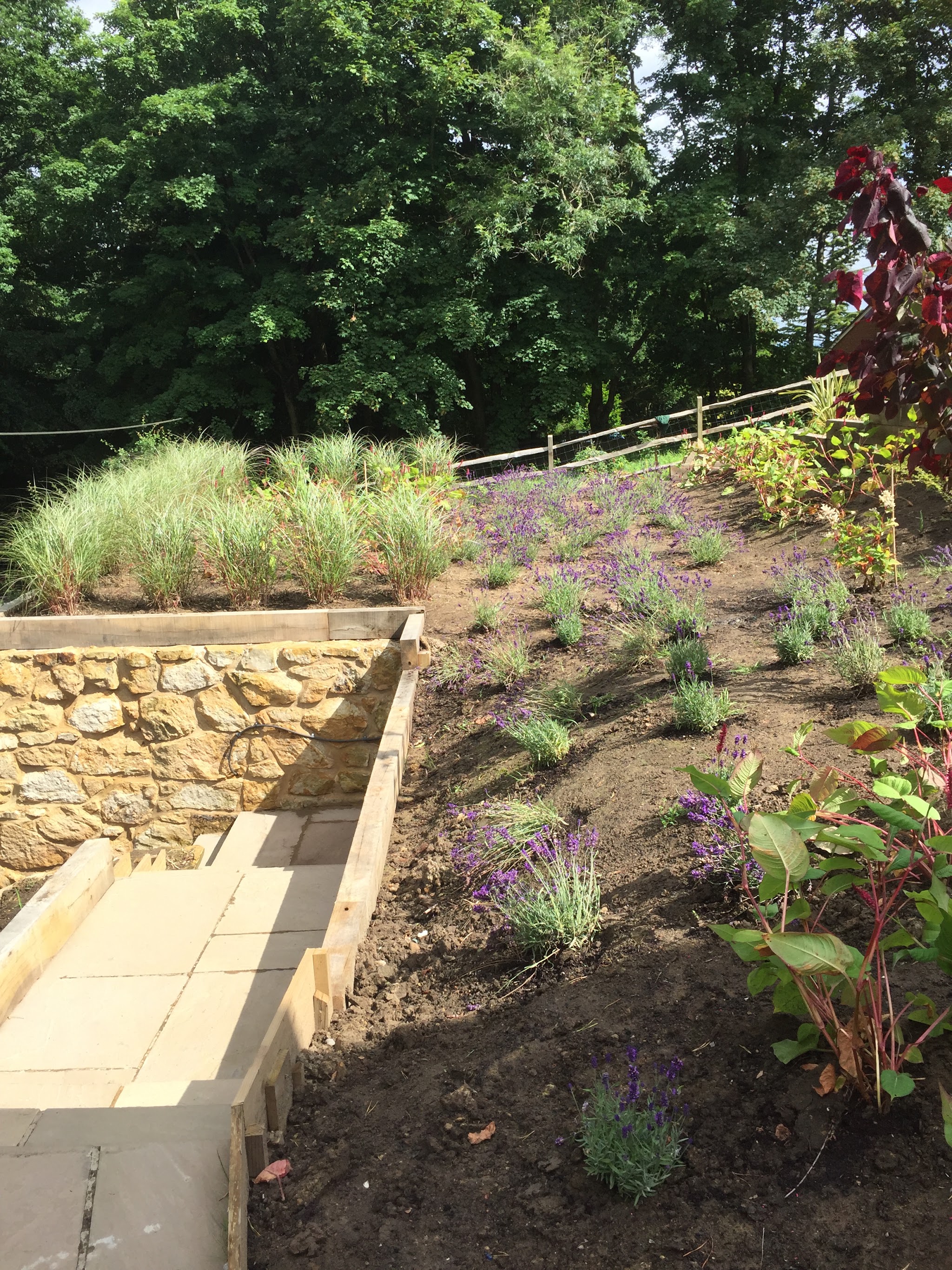 A sloping bed newly planted with grasses beside a sandstone retaining wall and steps