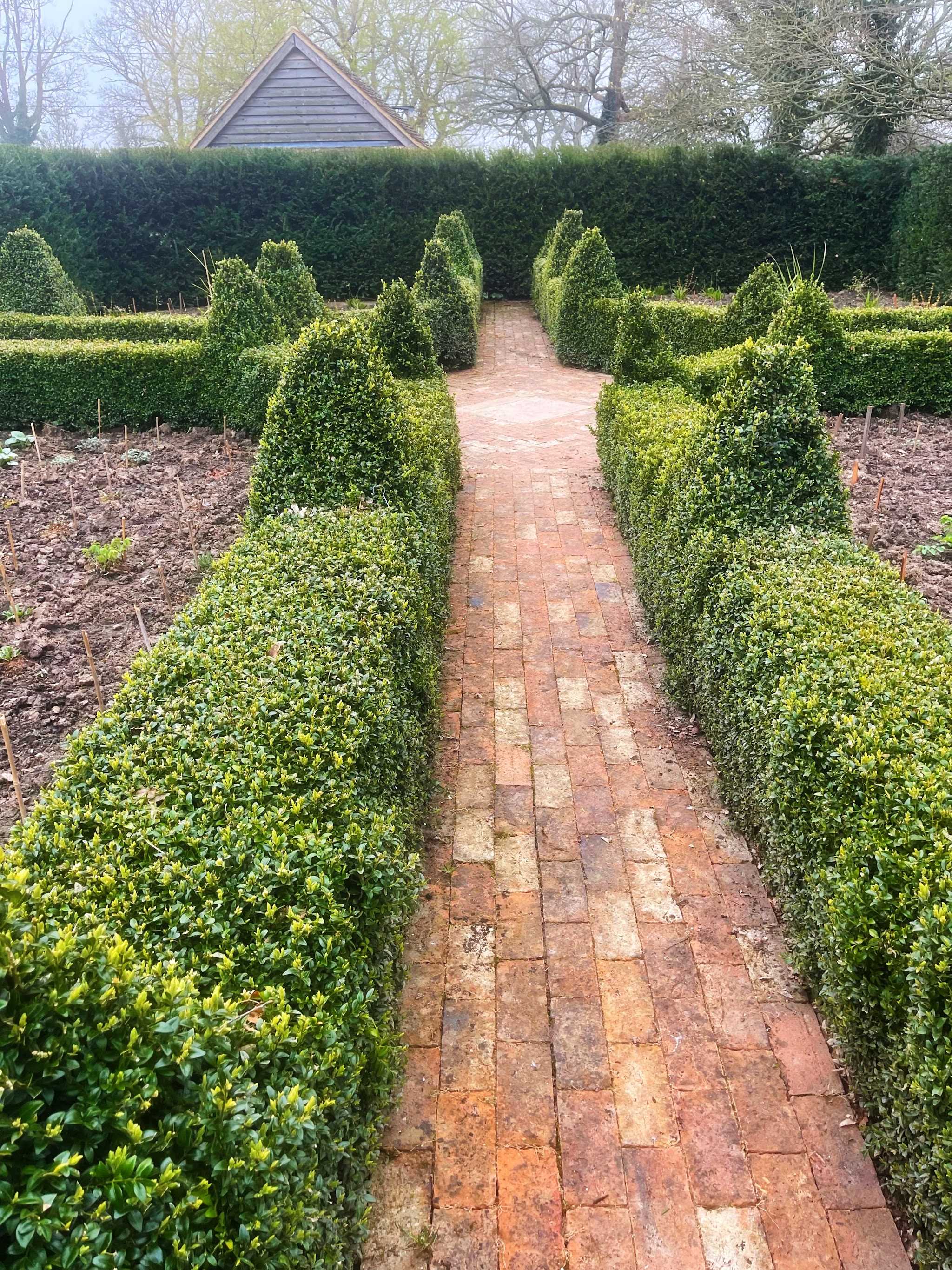 An old brick path running between low clipped box hedges and topiary cones