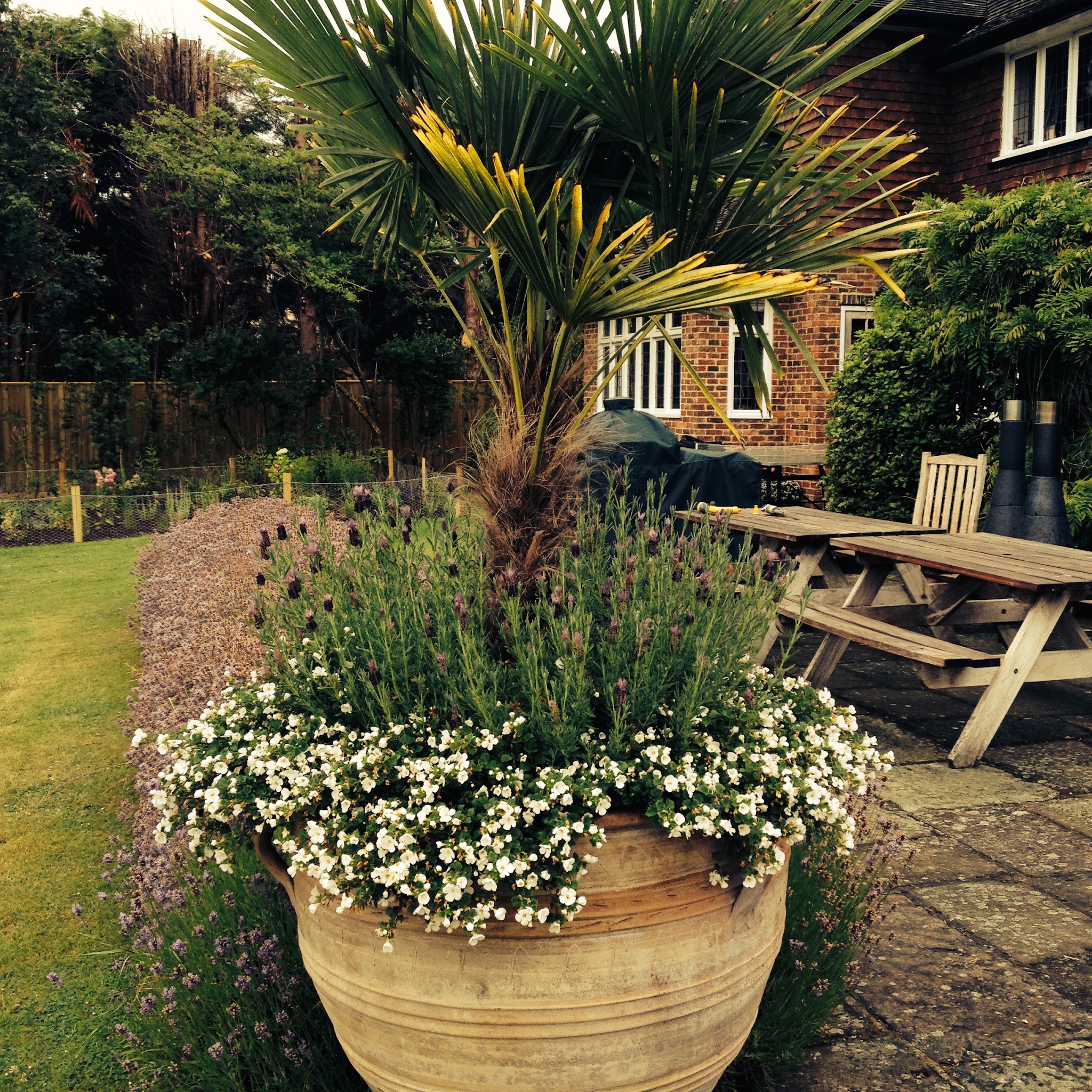 A large terracotta urn planted with a palm and white trailing flowers beside a brick house