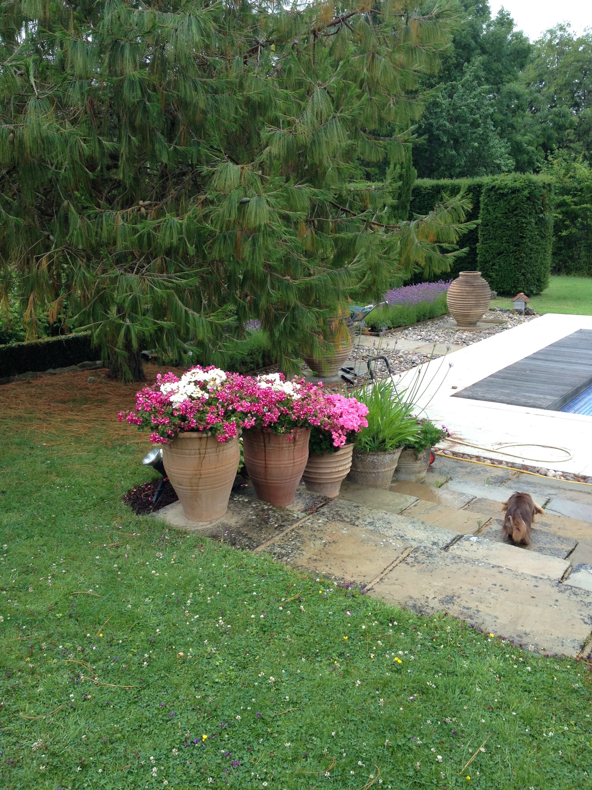 Pink pelargoniums in terracotta pots on paving beside a pool