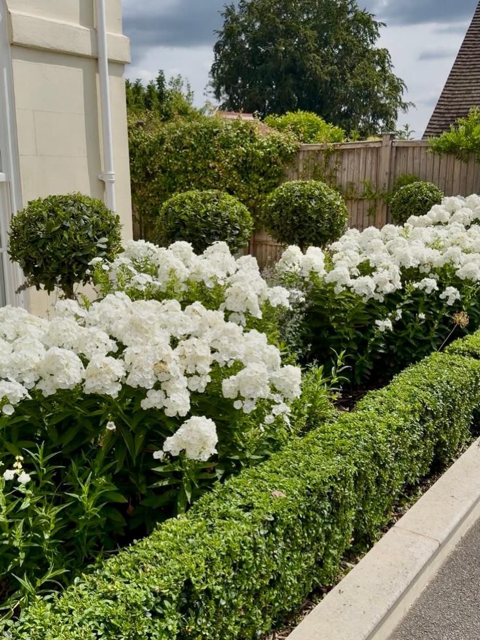 White phlox in front of clipped box balls and a box hedge after pruning