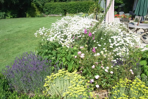 White daisies and lavender in the finished border