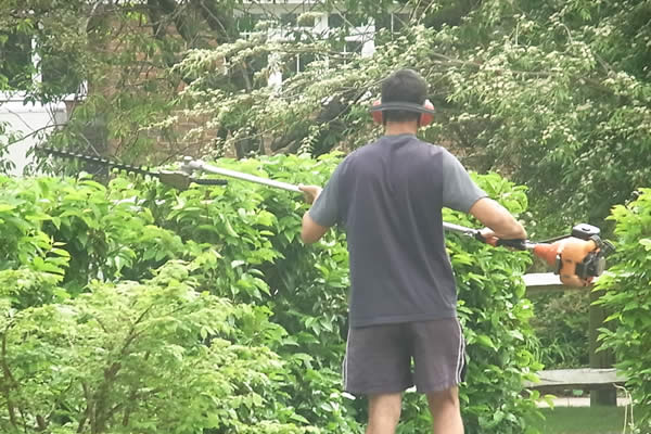 A member of the team trimming a hedge