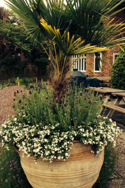 A big terracotta urn planted with a palm and white flowers