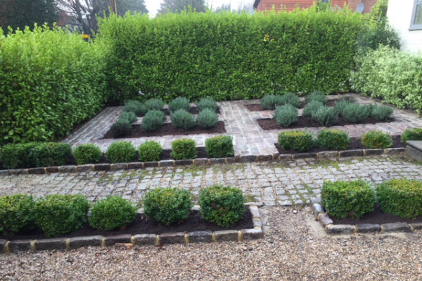 A parterre of lavender squares edged in box, with gravel paths